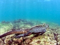 Marine Iguana