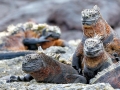 Marine Iguana