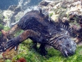 Marine Iguana