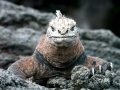Marine Iguana