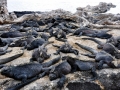 Marine Iguana