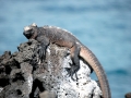 Marine Iguana