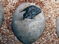 Marine Iguana