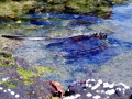Marine Iguana