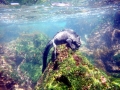 Marine Iguana