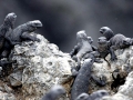 Marine Iguana