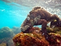 Marine Iguana