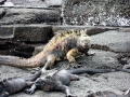 Marine Iguana