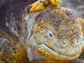 Marine Iguana