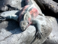 Marine Iguana