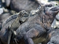 Marine Iguana