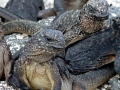 Marine Iguana