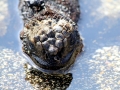 Marine Iguana