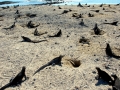 Marine Iguana