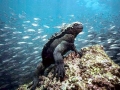 Marine Iguana