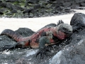 Marine Iguana