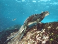 Marine Iguana