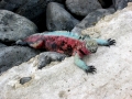 Marine Iguana