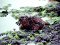 Marine Iguana
