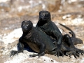 Marine Iguana