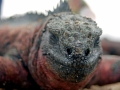 Marine Iguana
