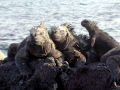 Marine Iguana