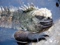 Marine Iguana
