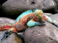 Marine Iguana