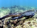 Marine Iguana
