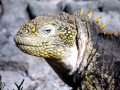 Marine Iguana