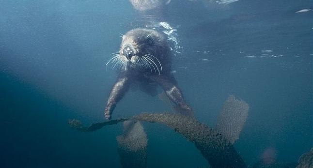 Marine Otter