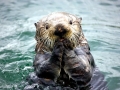 Marine Otter