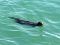 Marine Otter