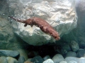 Marine Otter