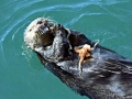 Marine Otter