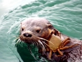 Marine Otter