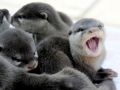 Marine Otter