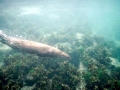 Marine Otter