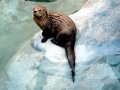 Marine Otter