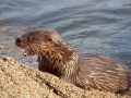 Marine Otter