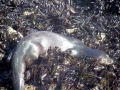 Marine Otter