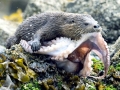 Marine Otter