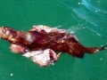 Marine Otter