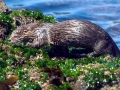 Marine Otter