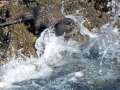 Marine Otter