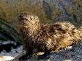 Marine Otter