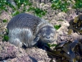 Marine Otter