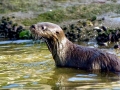 Marine Otter