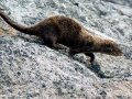 Marine Otter