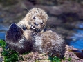 Marine Otter